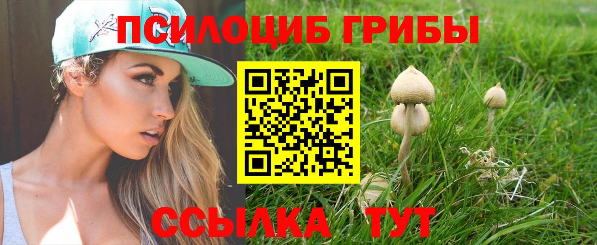 Псилоцибиновые грибы Psilocybine cubensis Протвино